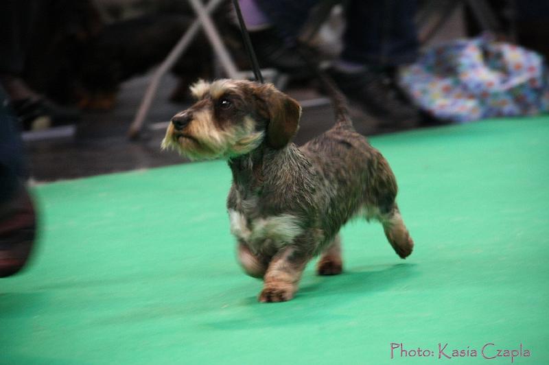 Crufts2011_2 1113.jpg